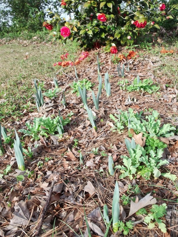 Daffodils Overplanted with Poppies and Larkspur