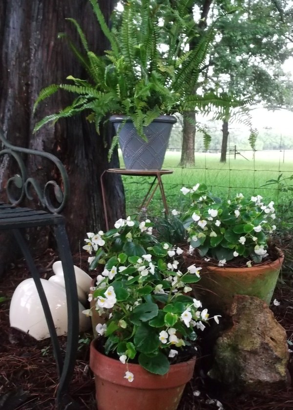 White Begonias and Fern