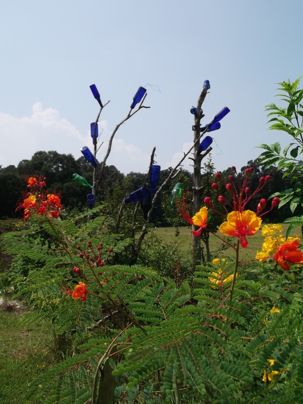 Pride of Barbados and blue bottles