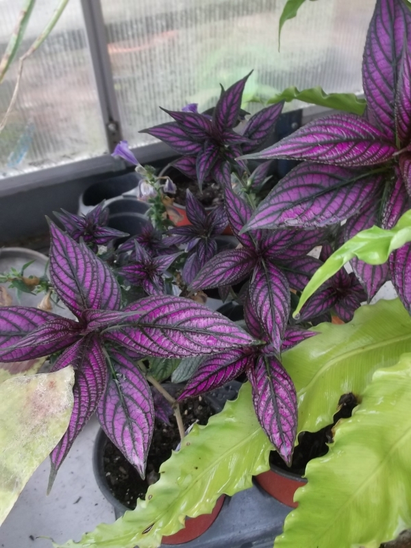 Persian Shield is blooming in the greenhouse, emerging from the roots in the garden.